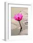 Beautiful Pink Water Lily Closeup-mazzzur-Framed Photographic Print