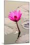 Beautiful Pink Water Lily Closeup-mazzzur-Mounted Photographic Print