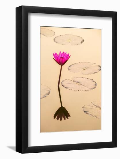 Beautiful Pink Water Lily Closeup-mazzzur-Framed Photographic Print