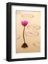 Beautiful Pink Water Lily Closeup-mazzzur-Framed Photographic Print