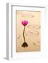 Beautiful Pink Water Lily Closeup-mazzzur-Framed Photographic Print