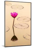 Beautiful Pink Water Lily Closeup-mazzzur-Mounted Photographic Print