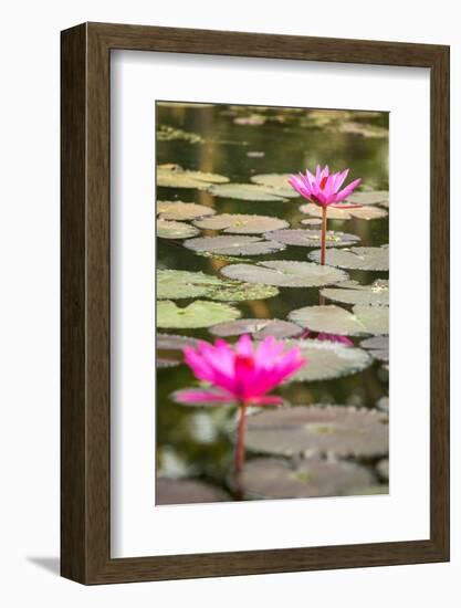 Beautiful Pink Water Lily Closeup-mazzzur-Framed Photographic Print