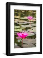 Beautiful Pink Water Lily Closeup-mazzzur-Framed Photographic Print