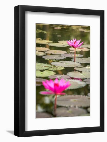 Beautiful Pink Water Lily Closeup-mazzzur-Framed Photographic Print