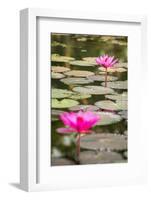 Beautiful Pink Water Lily Closeup-mazzzur-Framed Photographic Print