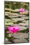 Beautiful Pink Water Lily Closeup-mazzzur-Mounted Photographic Print