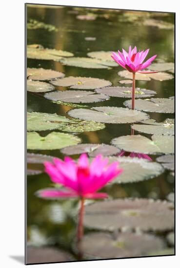 Beautiful Pink Water Lily Closeup-mazzzur-Mounted Photographic Print