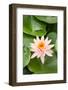 Beautiful Pink Water Lily Closeup-mazzzur-Framed Photographic Print