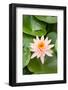 Beautiful Pink Water Lily Closeup-mazzzur-Framed Photographic Print