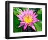 Beautiful Pink Water Lily Closeup-mazzzur-Framed Photographic Print