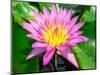 Beautiful Pink Water Lily Closeup-mazzzur-Mounted Photographic Print