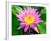 Beautiful Pink Water Lily Closeup-mazzzur-Framed Photographic Print