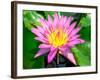 Beautiful Pink Water Lily Closeup-mazzzur-Framed Photographic Print