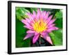 Beautiful Pink Water Lily Closeup-mazzzur-Framed Photographic Print