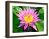 Beautiful Pink Water Lily Closeup-mazzzur-Framed Photographic Print