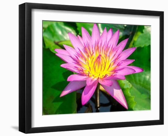 Beautiful Pink Water Lily Closeup-mazzzur-Framed Photographic Print