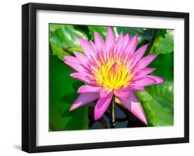 Beautiful Pink Water Lily Closeup-mazzzur-Framed Photographic Print