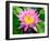 Beautiful Pink Water Lily Closeup-mazzzur-Framed Photographic Print