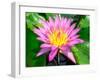 Beautiful Pink Water Lily Closeup-mazzzur-Framed Photographic Print