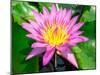 Beautiful Pink Water Lily Closeup-mazzzur-Mounted Photographic Print