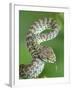 Beautiful pit viper (Trimeresurus venustus) captive occurs in Thailand-Robert Thompson-Framed Photographic Print