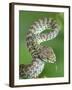 Beautiful pit viper (Trimeresurus venustus) captive occurs in Thailand-Robert Thompson-Framed Photographic Print