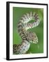 Beautiful pit viper (Trimeresurus venustus) captive occurs in Thailand-Robert Thompson-Framed Photographic Print