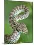 Beautiful pit viper (Trimeresurus venustus) captive occurs in Thailand-Robert Thompson-Mounted Photographic Print