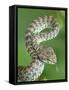 Beautiful pit viper (Trimeresurus venustus) captive occurs in Thailand-Robert Thompson-Framed Stretched Canvas
