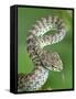 Beautiful pit viper (Trimeresurus venustus) captive occurs in Thailand-Robert Thompson-Framed Stretched Canvas