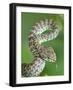 Beautiful pit viper (Trimeresurus venustus) captive occurs in Thailand-Robert Thompson-Framed Photographic Print