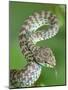 Beautiful pit viper (Trimeresurus venustus) captive occurs in Thailand-Robert Thompson-Mounted Photographic Print