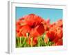 Beautiful Poppies Bloom amidst Poppy Fields in Pastel Colors-Andrij Vatsyk-Framed Photographic Print