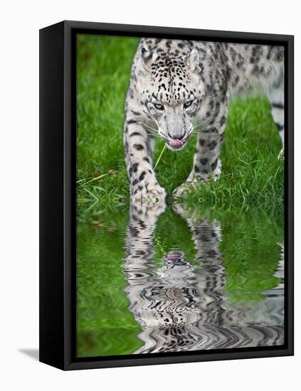 Beautiful Portrait of Snow Leopard Panthera Uncia Big Cat Reflected in Calm Water-Veneratio-Framed Stretched Canvas