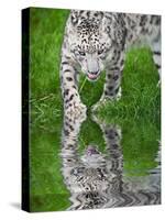 Beautiful Portrait of Snow Leopard Panthera Uncia Big Cat Reflected in Calm Water-Veneratio-Stretched Canvas