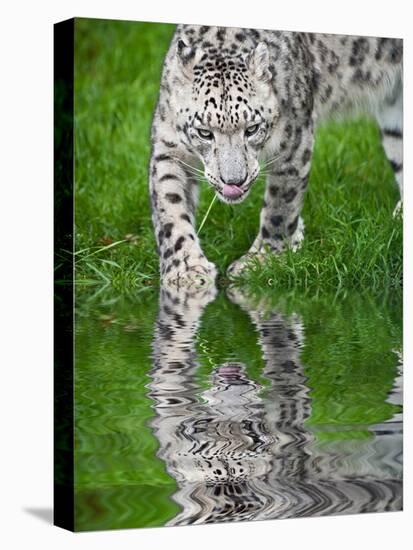 Beautiful Portrait of Snow Leopard Panthera Uncia Big Cat Reflected in Calm Water-Veneratio-Stretched Canvas