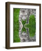 Beautiful Portrait of Snow Leopard Panthera Uncia Big Cat Reflected in Calm Water-Veneratio-Framed Photographic Print