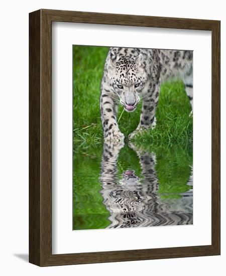 Beautiful Portrait of Snow Leopard Panthera Uncia Big Cat Reflected in Calm Water-Veneratio-Framed Photographic Print