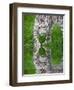 Beautiful Portrait of Snow Leopard Panthera Uncia Big Cat Reflected in Calm Water-Veneratio-Framed Photographic Print