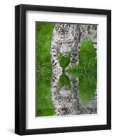 Beautiful Portrait of Snow Leopard Panthera Uncia Big Cat Reflected in Calm Water-Veneratio-Framed Photographic Print