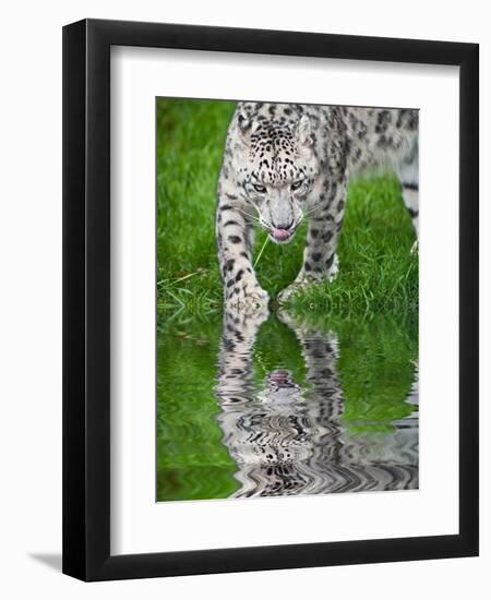 Beautiful Portrait of Snow Leopard Panthera Uncia Big Cat Reflected in Calm Water-Veneratio-Framed Photographic Print