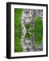 Beautiful Portrait of Snow Leopard Panthera Uncia Big Cat Reflected in Calm Water-Veneratio-Framed Photographic Print