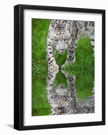 Beautiful Portrait of Snow Leopard Panthera Uncia Big Cat Reflected in Calm Water-Veneratio-Framed Photographic Print