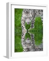 Beautiful Portrait of Snow Leopard Panthera Uncia Big Cat Reflected in Calm Water-Veneratio-Framed Photographic Print