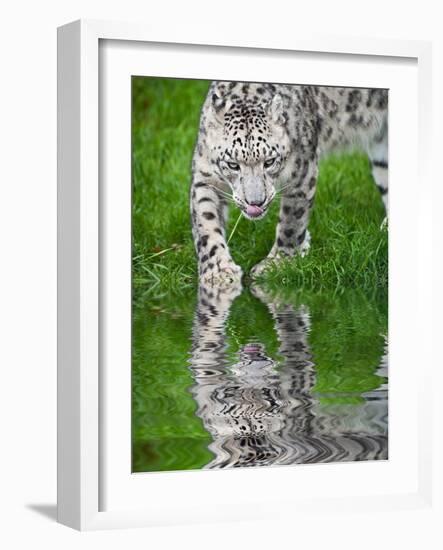 Beautiful Portrait of Snow Leopard Panthera Uncia Big Cat Reflected in Calm Water-Veneratio-Framed Photographic Print