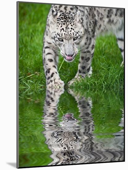 Beautiful Portrait of Snow Leopard Panthera Uncia Big Cat Reflected in Calm Water-Veneratio-Mounted Photographic Print