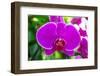 Beautiful Purple Orchid Flowers-Daimond Shutter-Framed Photographic Print