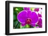 Beautiful Purple Orchid Flowers-Daimond Shutter-Framed Photographic Print