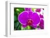 Beautiful Purple Orchid Flowers-Daimond Shutter-Framed Photographic Print